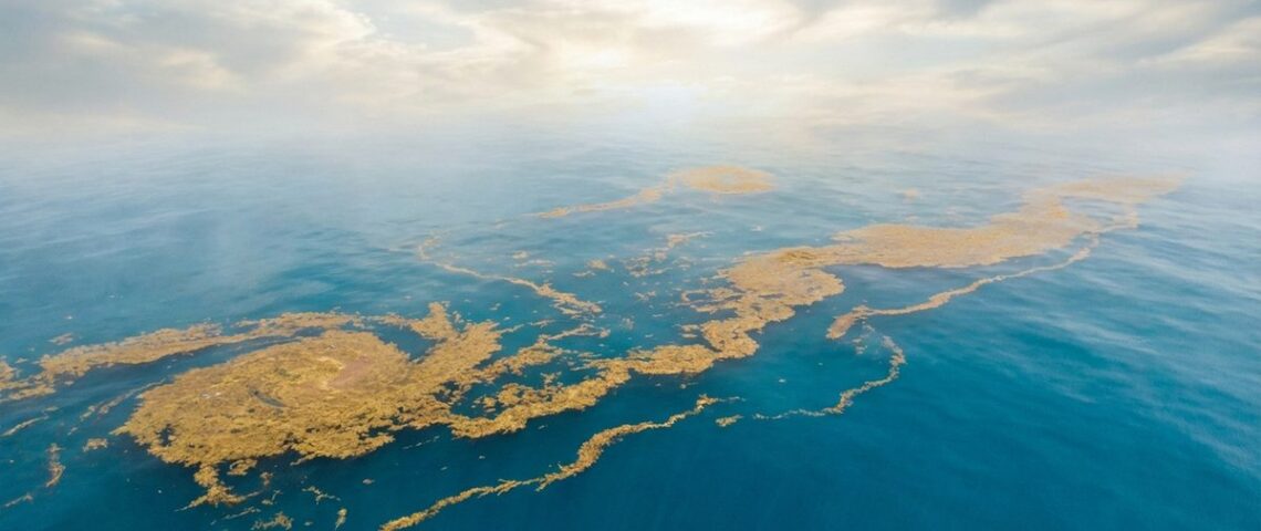 Marea Sargaselor — Singura Mare din Lume Fără Țărmuri și Misterele Sale